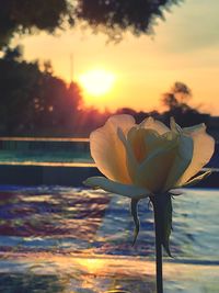 Close-up of orange flower against sky during sunset