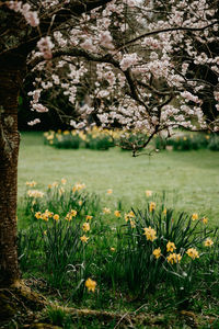 Cherry blossoms on field