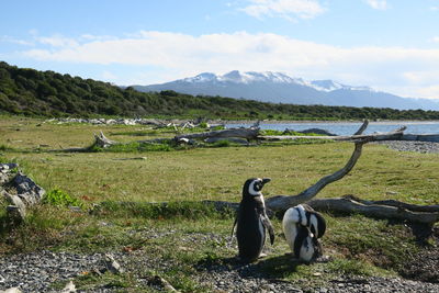 View of birds on land against sky