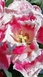 Close-up of pink rose