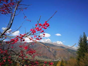 Low angle view of red berries on tree against sky