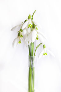 Close-up of white flower
