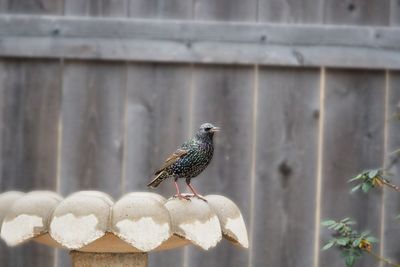 bird
