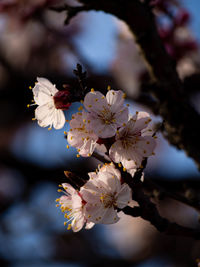 Close-up of cherry blossoms in spring