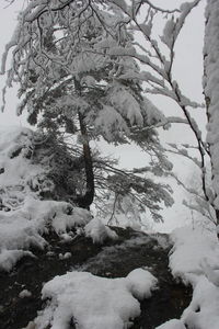 Bare tree in snow covered landscape