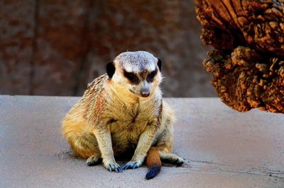 Meerkat sitting on retaining wall at zoo