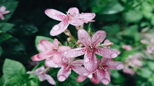 Close-up of wet pink flower