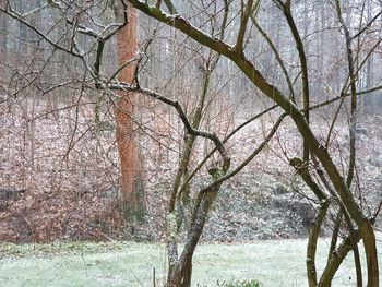 Bare trees in forest