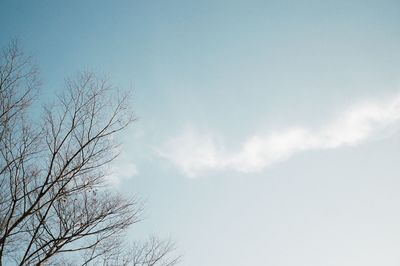 Low angle view of bare tree against sky