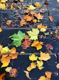 High angle view of autumn leaves floating on water