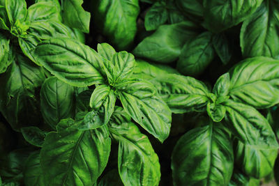 Full frame shot of green leaves