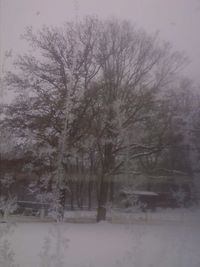 Bare trees against sky