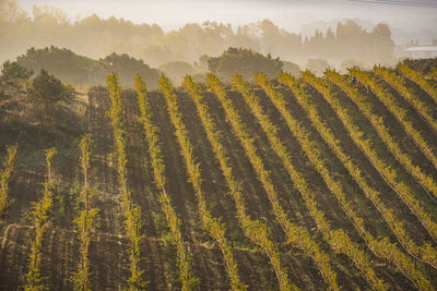 Scenic view of agricultural field