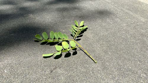 High angle view of plant on road