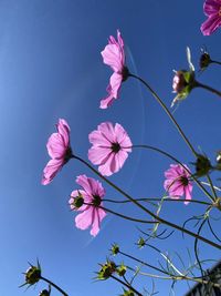 Low angle view of pink flowering plants against blue sky