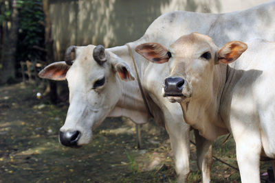 Cows standing in a field