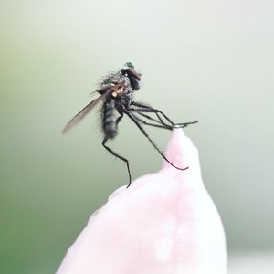 Close-up of fly on hand