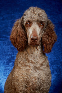 Close-up portrait of a dog over blue background
