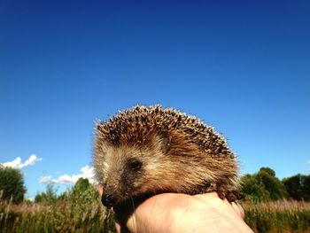 Close-up of hedgehog on person hand 