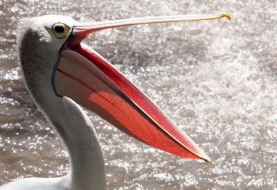 Close-up of bird in water