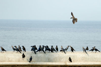 Crows flying over sea against clear sky