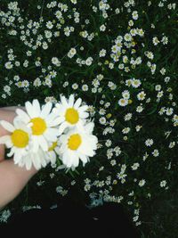 Close-up of white daisy flowers