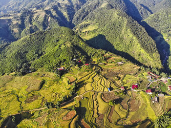 High angle view of corn field