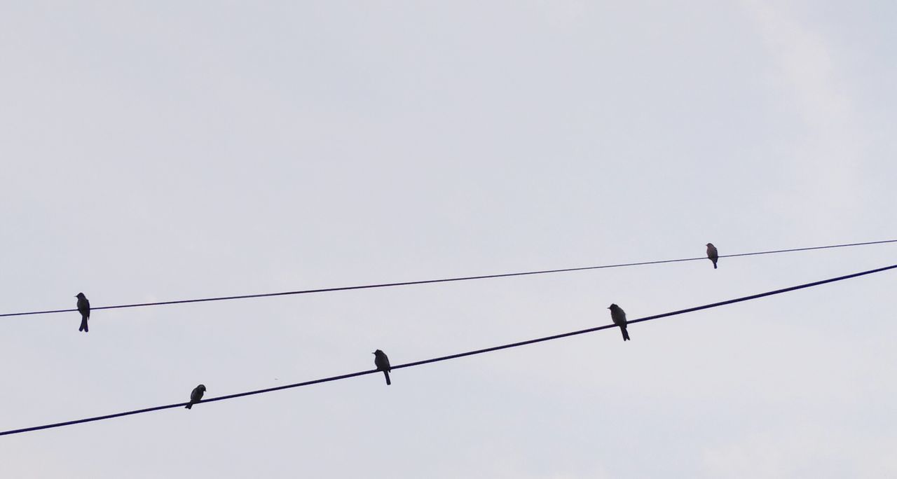 LOW ANGLE VIEW OF BIRDS PERCHING ON POWER LINE