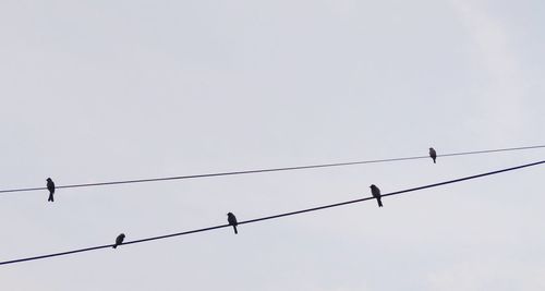 Low angle view of birds perching on cable