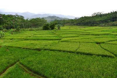 Scenic view of agricultural field against sky