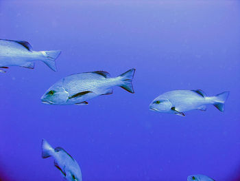 Black and white snapper 