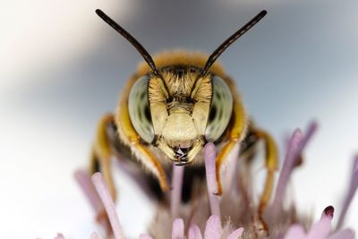 Extreme close-up of bee on purple flower