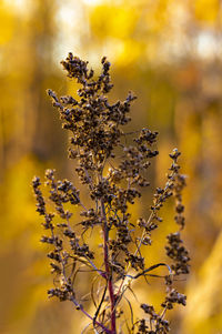 Close-up of yellow flowering plant