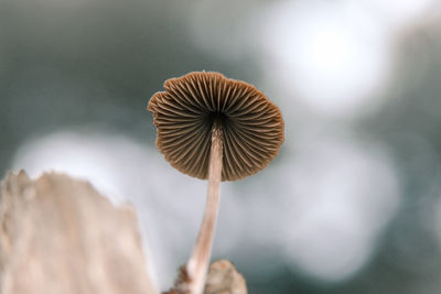 Close-up of mushroom growing outdoors