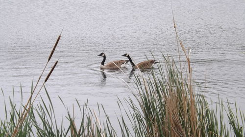 Bird swimming in lake