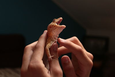 Cropped image of hand holding lizard