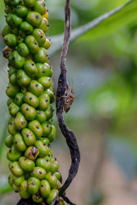 Close-up of stink bugs on green costus flower 