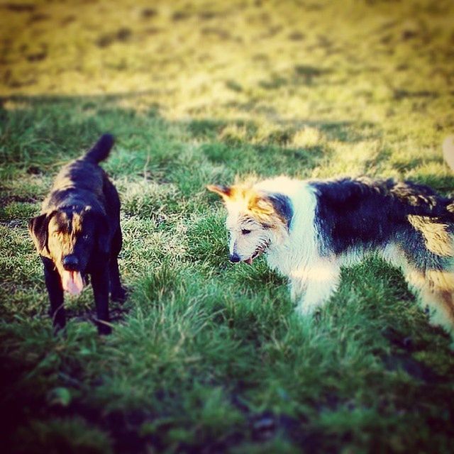 animal themes, domestic animals, mammal, pets, field, grass, one animal, dog, grassy, two animals, livestock, selective focus, focus on foreground, young animal, day, no people, nature, outdoors, vertebrate, sunlight