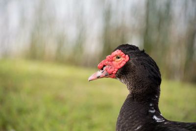 Close-up of a bird on field