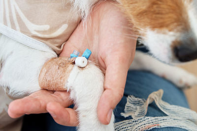 Dog with a bandaged catheter on his paw. pet care