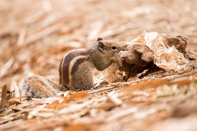 Squirrel on a wood