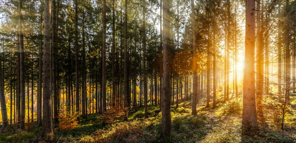 Sunlight streaming through trees in forest