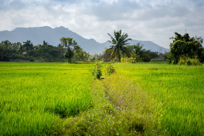 Scenic view of agricultural field against sky