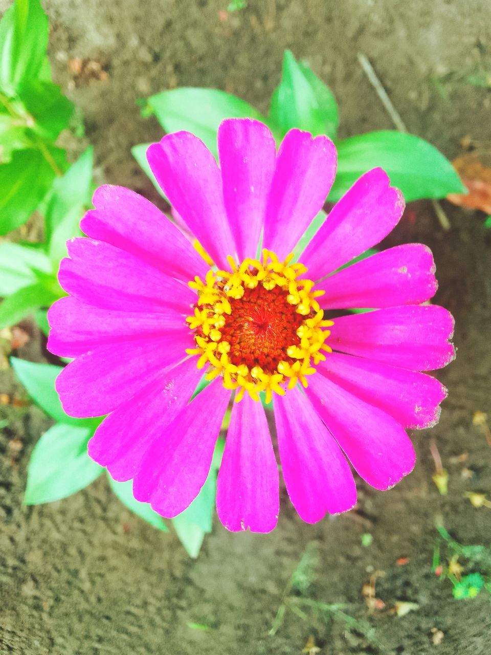 flowering plant, flower, plant, freshness, flower head, beauty in nature, petal, inflorescence, fragility, close-up, pink, growth, pollen, nature, macro photography, focus on foreground, garden cosmos, day, yellow, outdoors, no people, high angle view, land, wildflower, daisy, directly above