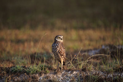 Close-up of owl perching on field