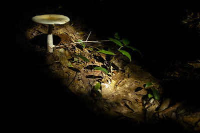 View of plants at night