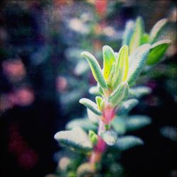 Close-up of flower buds