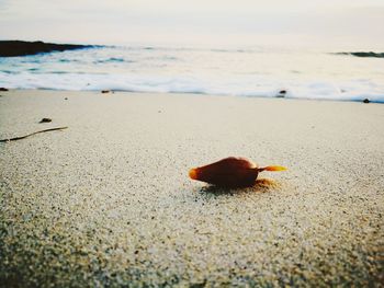 Close-up of red crab on beach against sky