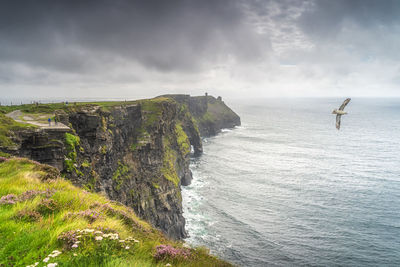 Seabird, fulmar flying just of the edge of cliffs of moher, ireland