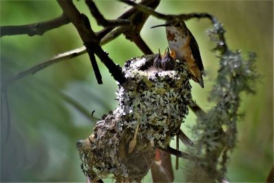 Close-up of butterfly perching on tree